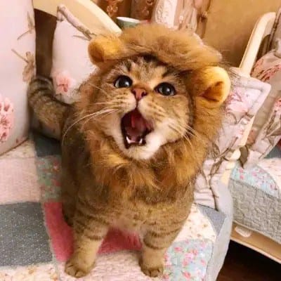 نادیہ حسین avatar